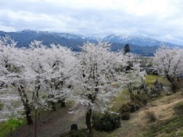 桜と共に眺める越後三山は素晴らしい