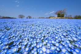 青い魅惑のお花、ネモフィラに包まれる絶景