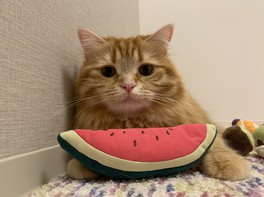 ねこ休み展 夏 2019 in Gallery AaMo