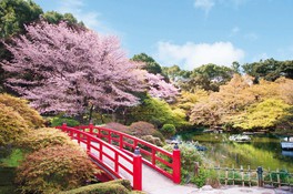 ホテルニューオータニの日本庭園のシンボルでもある赤い太鼓橋と桜