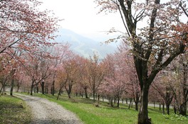 桜でピンクに染まった道を歩く