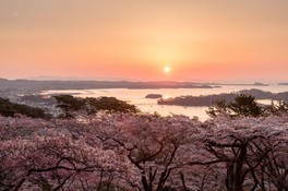 白衣観音堂前の展望台からは桜越しに松島湾を一望できる