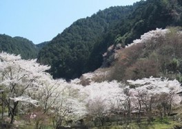地元の桜の名所で花見