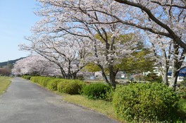 約140本の桜が咲き誇る