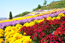 約25種類、約30万株もの花が咲き誇る