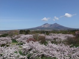 展望エリアから望むことができる駒ヶ岳と園内の桜の様子