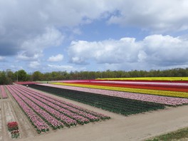 約700種類のチューリップが咲き誇る