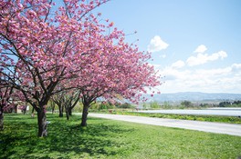 色鮮やかに咲き誇る桜