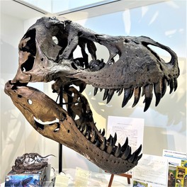 ティラノサウルス「STAN」の頭骨標本