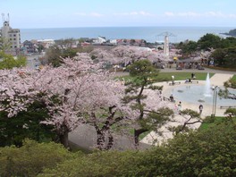 函館公園の桜