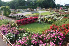 400種類5000株のバラが咲き誇る埼玉県最大のバラ園
