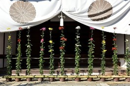 第13回しまね花の郷菊まつり 特別展示「王朝の菊花~嵯峨菊~」