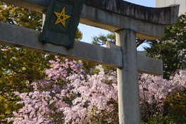 一条戻り橋で開花する河津桜