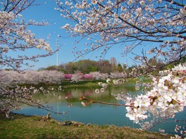 目の前の桜はもとより水面に映る桜も美しい大池西側