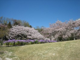 園内のあちこちに桜が植栽されている