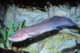 これウソ・ホント!?もっとへんな生きもの 夏スペシャル