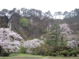 屏風岩をバックに眺める桜は素晴らしい