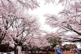 見頃の時期は公園が桜色に染まる