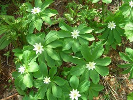 夏 高山植物花三昧 北アルプス山麓信濃大町をトレッキング(針ノ木自然遊歩道コース)