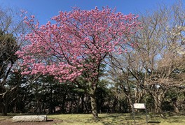 観山広場で春を告げる横浜緋桜