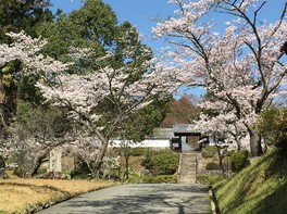 芳徳禅寺の周辺のソメイヨシノ