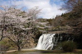 迫力のある龍門の滝と桜を一度に楽しめる