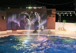 イルカたちのナイトパフォーマンスと幻想的な夜の水槽を公開