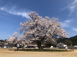 味真野小学校の一本桜