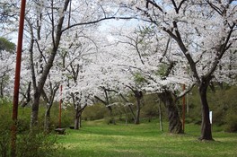 黄緑の芝生とのコントラストが美しく白く咲き誇る桜