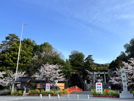 甲府駅から神社まで約2キロにわたり桜並木が続く