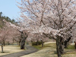 満開の桜が公園を彩る
