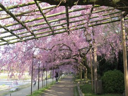 紅八重枝垂れ桜のトンネルの下を散策できる