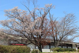 宮跡内の桜は美しい景観を作り出す