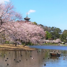 歴史的建造物と桜が調和する、風情豊かな景観を楽しめる