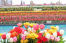 花サクラグーナ チューリップまつり in Flower Lagoon