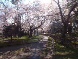 遊歩道の桜が一斉に開花し、トンネルのようになる