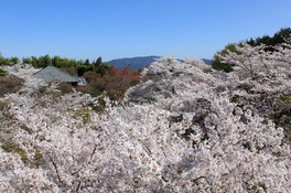 展望台から臨む桜景色