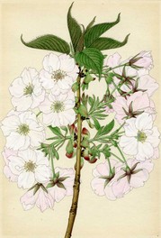 大提灯 山田壽雄筆