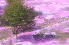 2019たきのうえ「芝ざくらと渓谷のまちファンタスティック写真大賞」札幌展