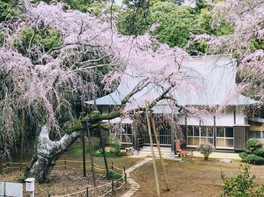 中世の歴史を感じさせる福星寺と樹齢約400年の桜