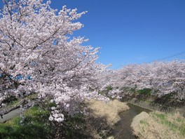 柏原川沿いの桜を見ながら散歩を楽しめる