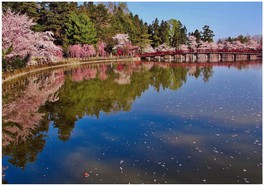 鏡ヶ池・見晴ヶ池を囲むように桜が咲き、美しい景観を作る