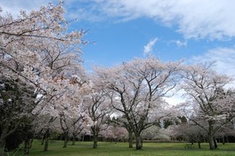 お花見広場に咲き誇る桜