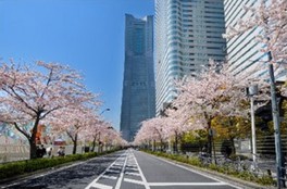 【開催中止】みなとみらい21 さくらフェスタ2020