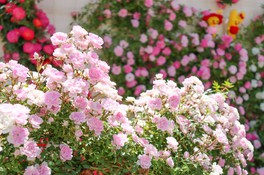 250品種1000株のバラが咲き誇るヨーロピアンガーデン