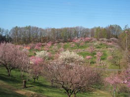 約1200本が咲き誇る札幌随一の梅の名所