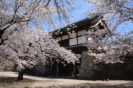 松代城跡を桜色に染める見事な桜