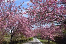 桜や緑豊かな自然をを眺めながら休憩しよう