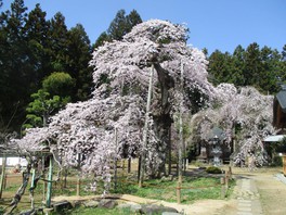 愛蔵寺の護摩桜が満開になり大きく枝垂れる