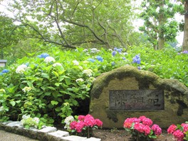 色とりどりのアジサイが咲き誇る純日本庭園、保和苑